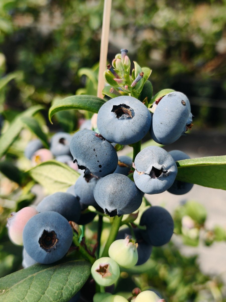 sonja tyrrell tweet media