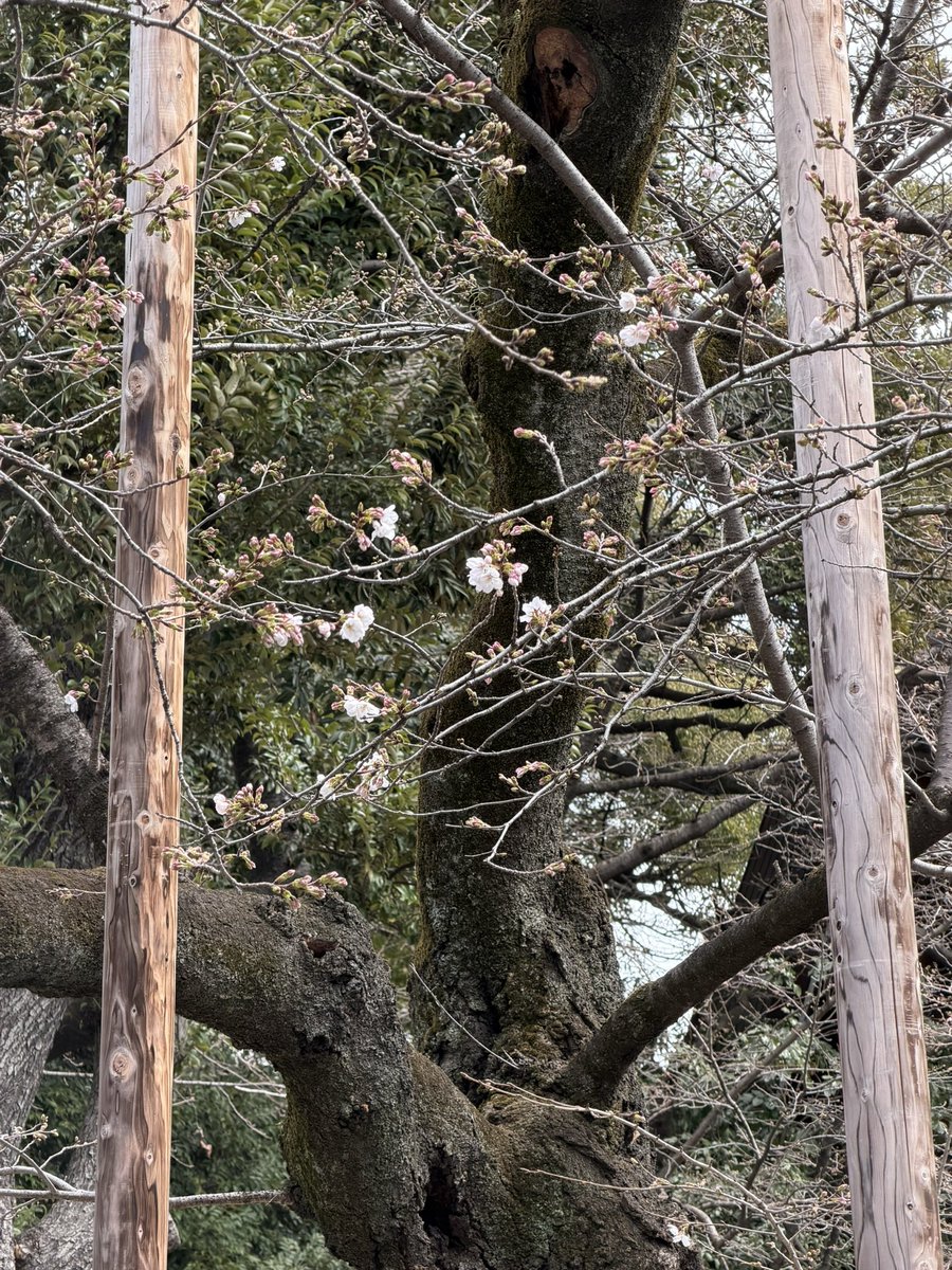 楠 紗友里（Sayuri Kusunoki) tweet media