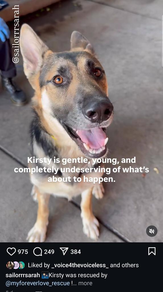 Foster a shelterpet at ZERO COST🐾 tweet media