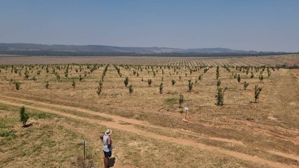 Mtawarira Fruit, Nut & Timber 🇿🇼 tweet media