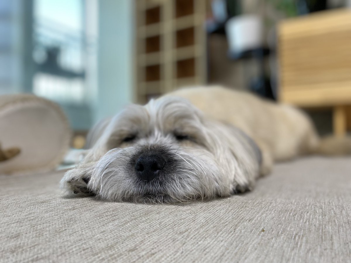 지나가는개🎗 tweet media