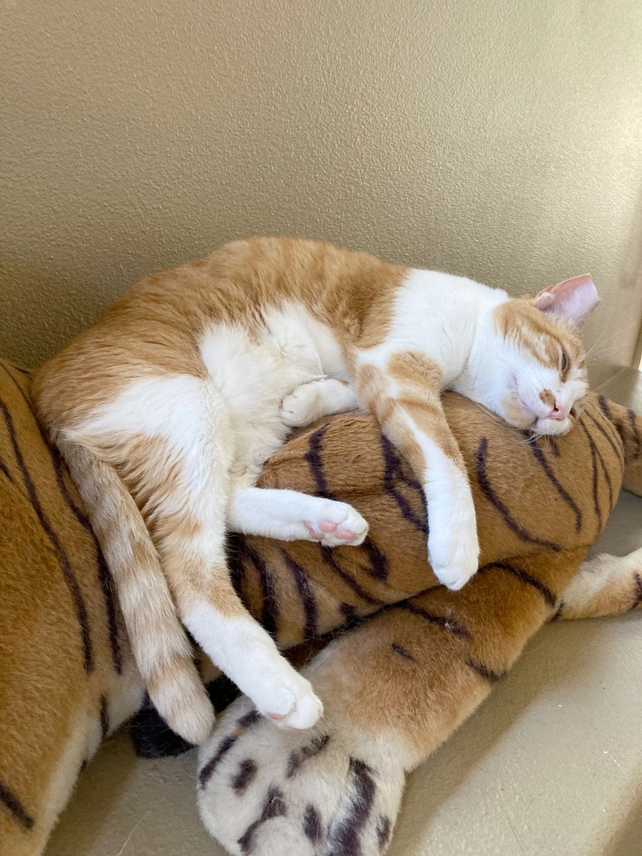 heihachi tweet media