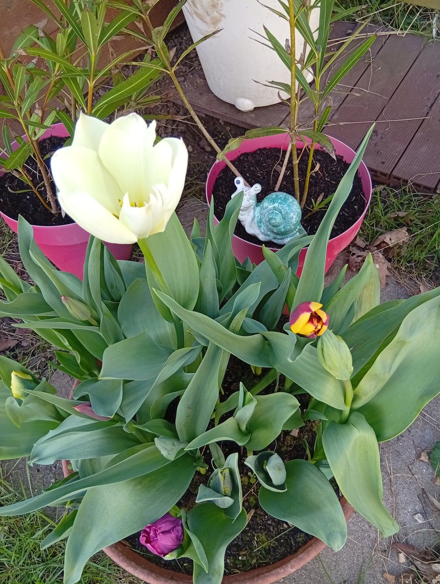 AlienoradoreX(4i) tweet media