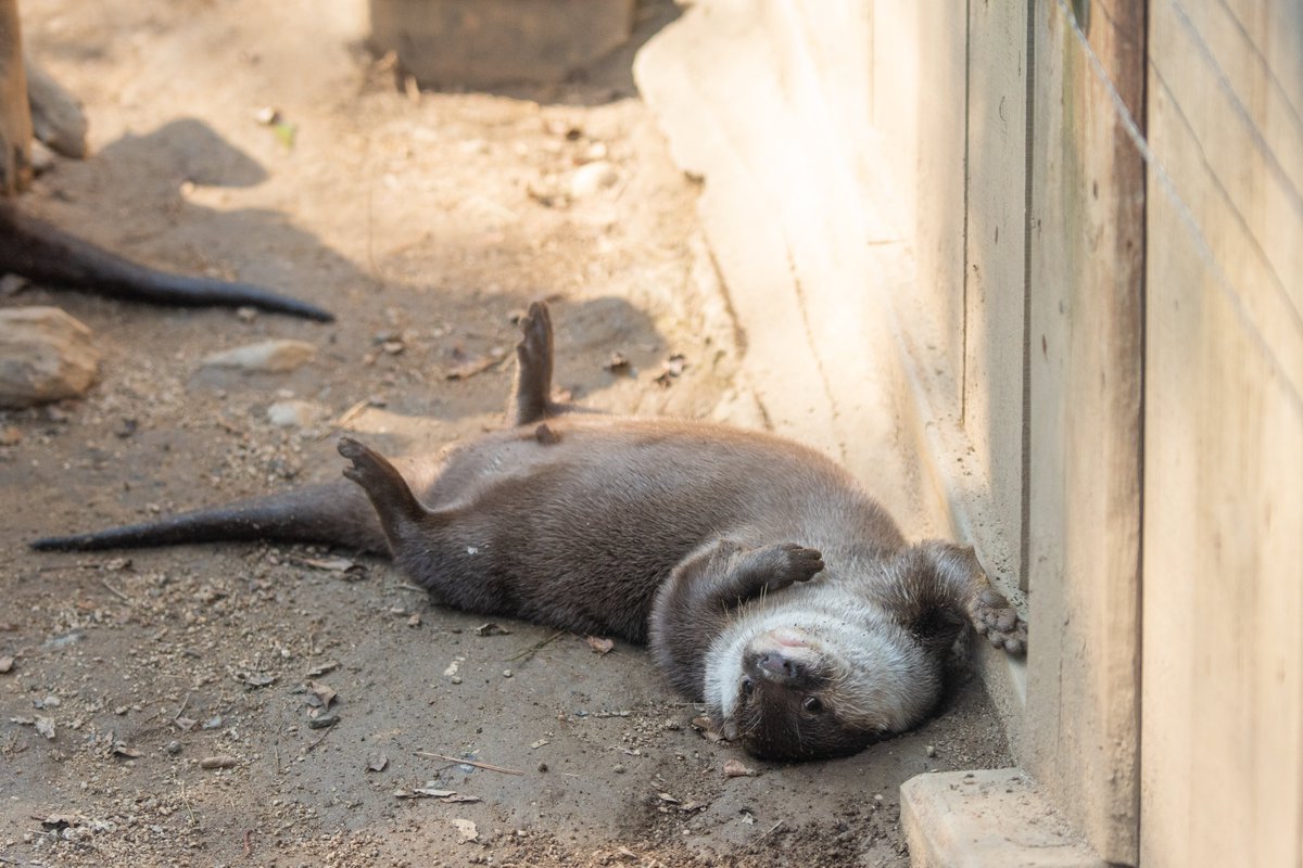 ゆきうそ tweet media