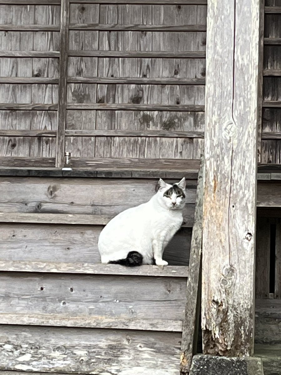 T4KUMA's tweet photo. 被り物してる猫が。 https://t.co/gaAPgaUCh4