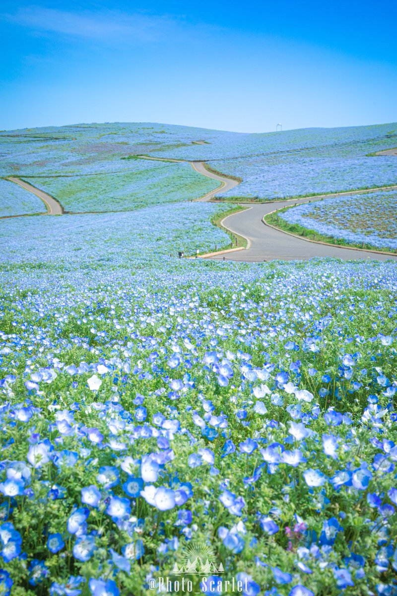 スカーレット@Photo tweet media