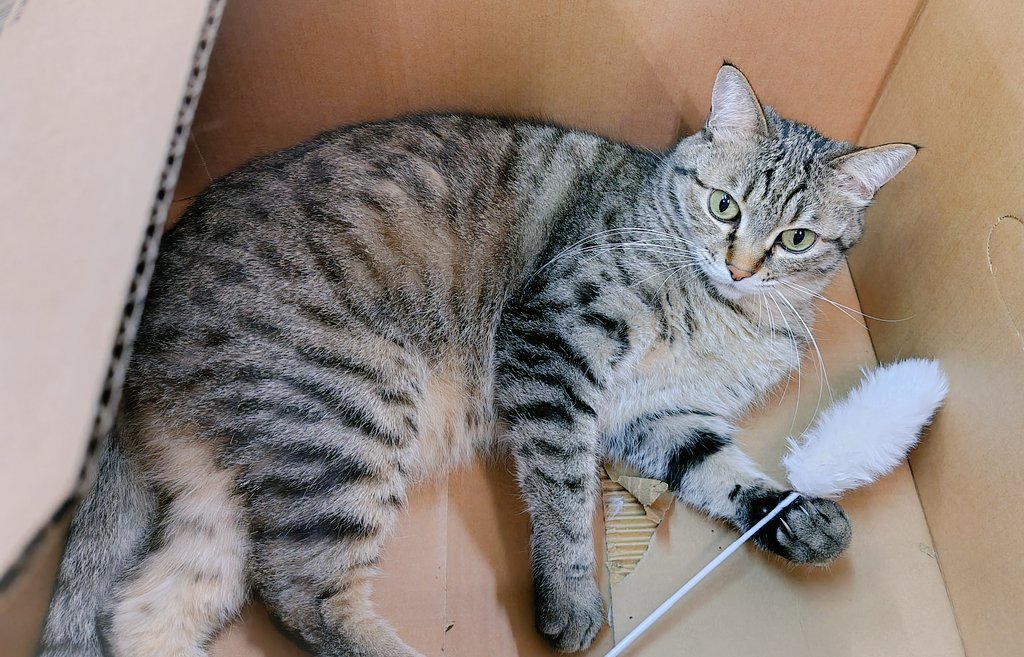 ゴロー🐾 tweet media