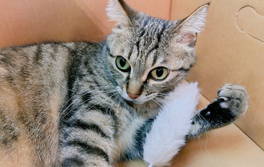 ゴロー🐾 tweet media