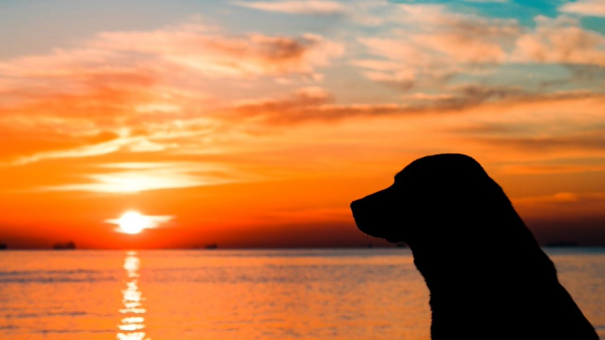 Rob 🅼 tweet media