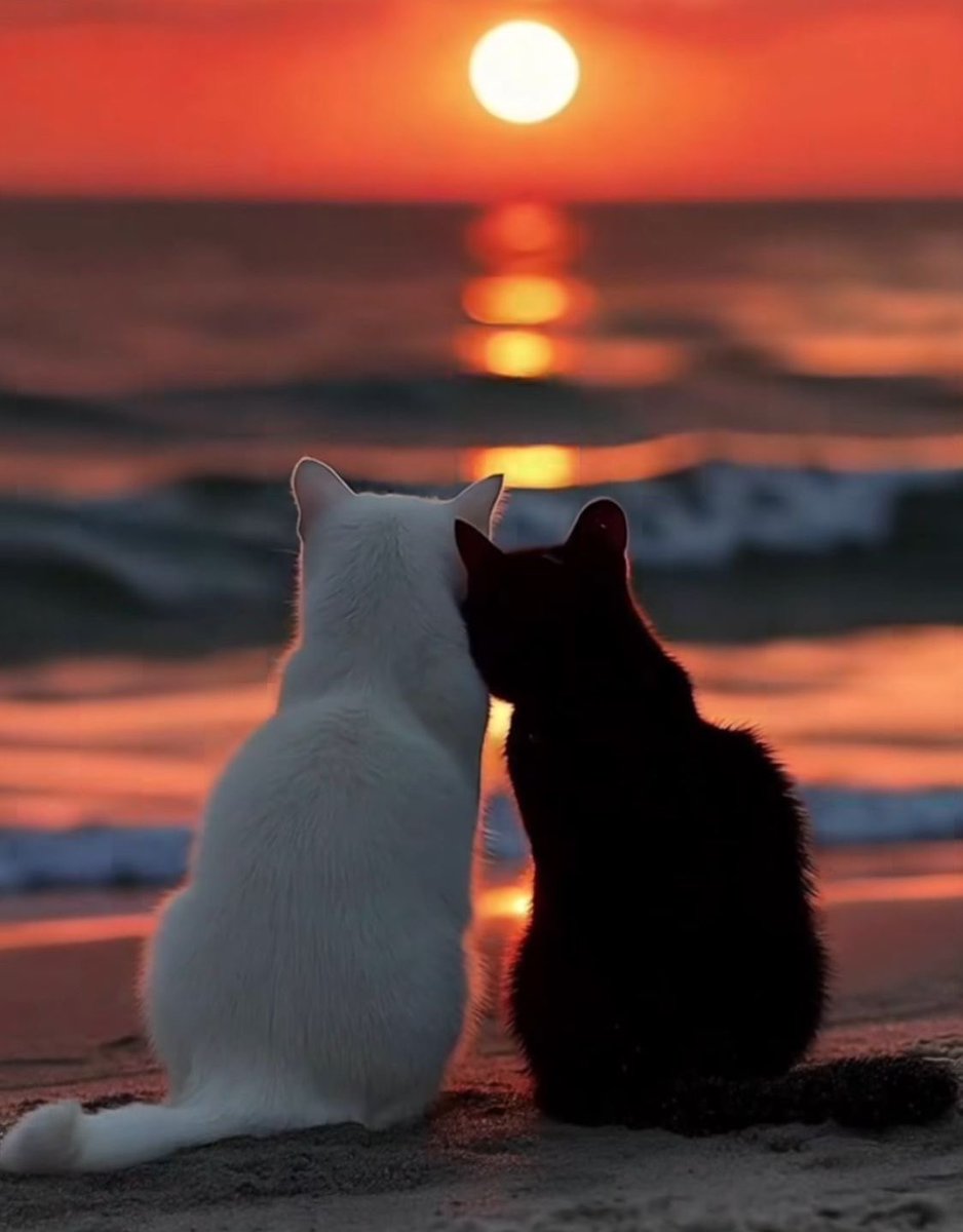 Solithra ☀️ tweet media