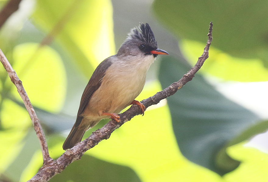 CalidrisBirdingTours tweet media