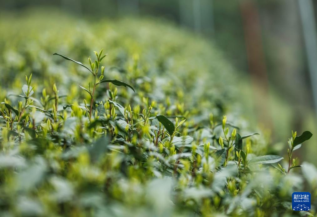 人民日報  People's Daily tweet media