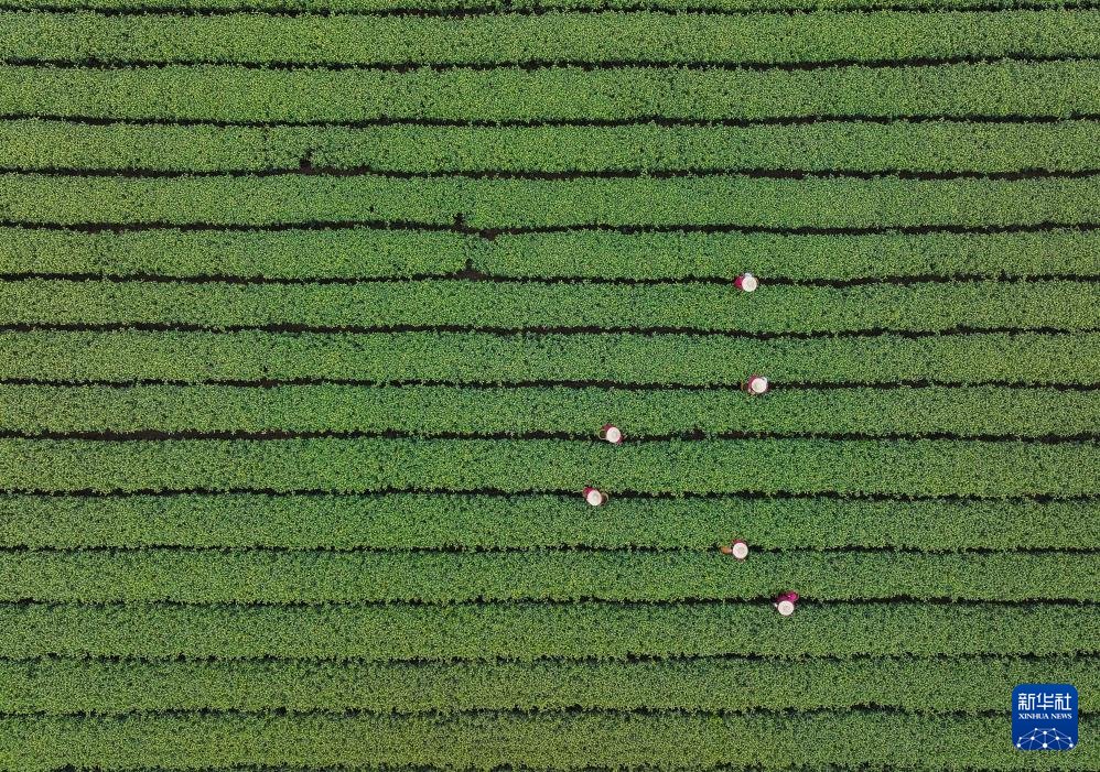 人民日報  People's Daily tweet media