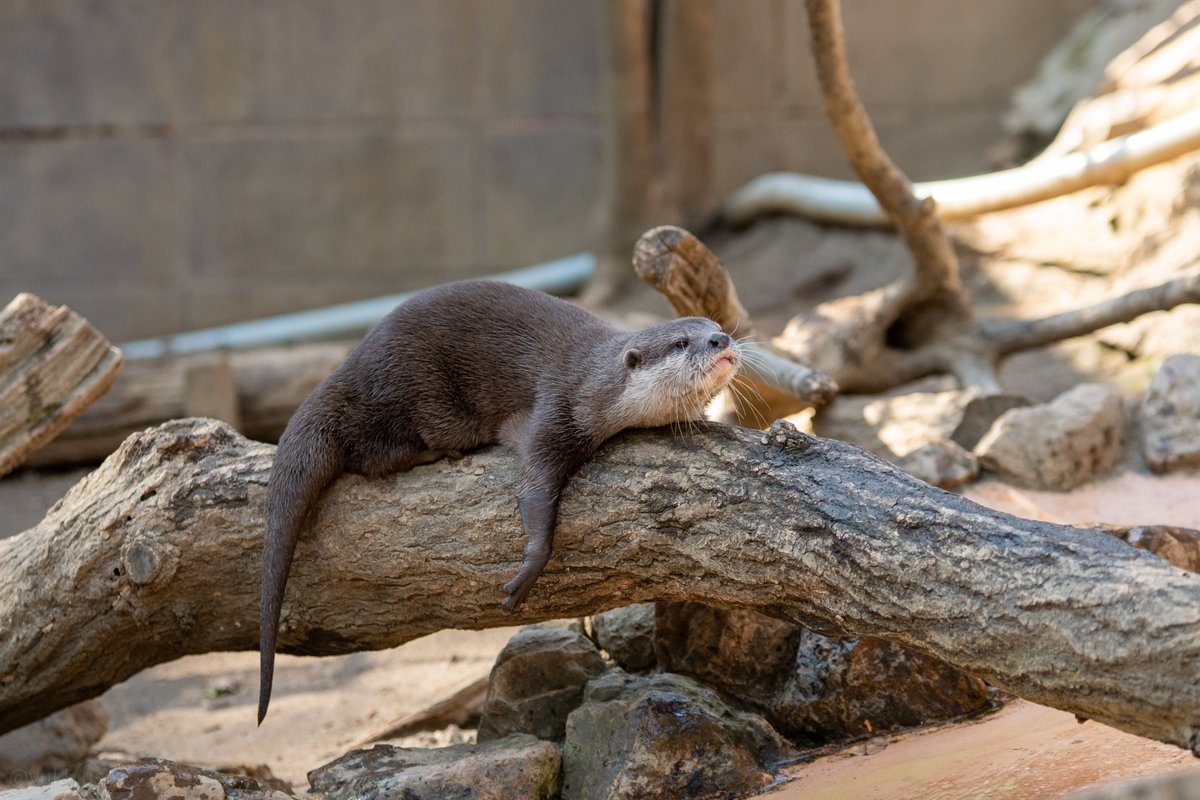 ゆきうそ tweet media