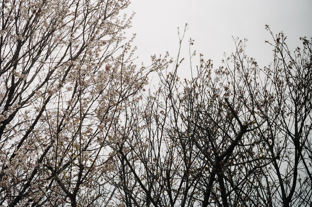 𝘀𝗵𝘆𝗻. tweet media