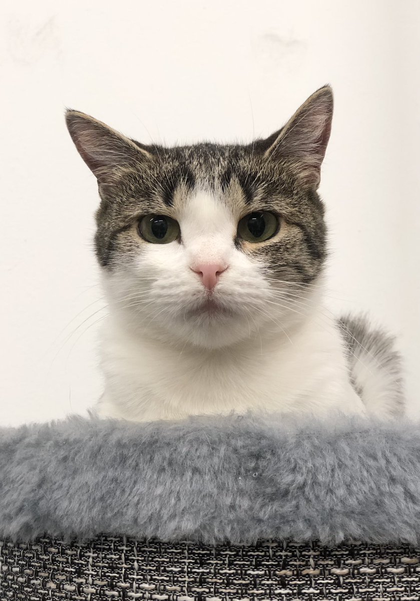 Приют Убежище tweet media