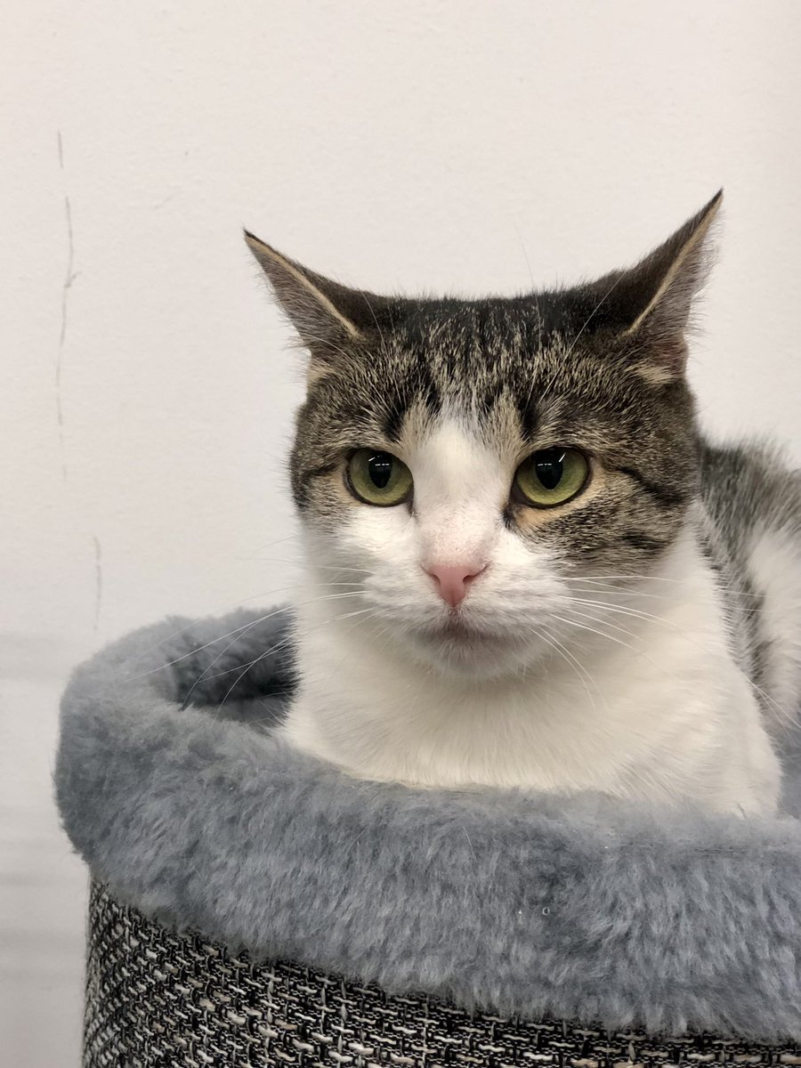 Приют Убежище tweet media