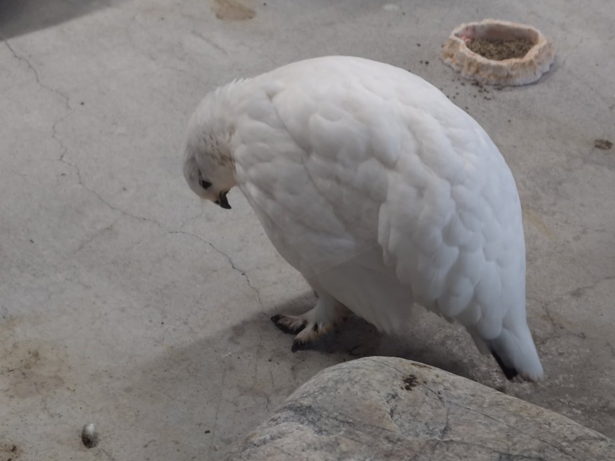 青@倉庫垢 tweet media