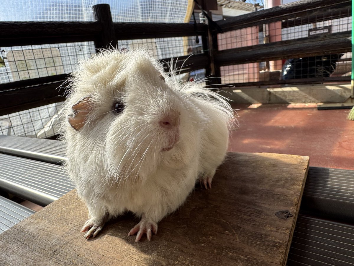 須坂市動物園【公式】 tweet media