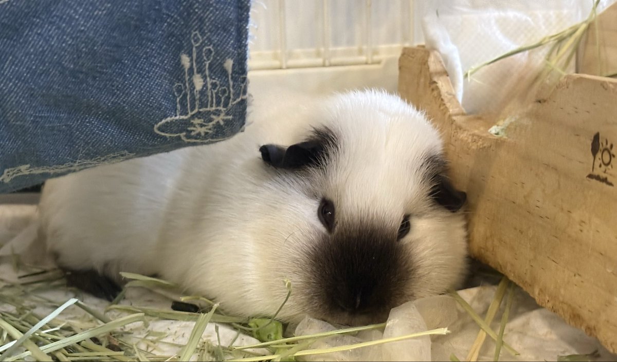 大福きなこ tweet media