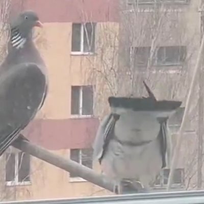 Крипазоид | открытки календари фото с птицами tweet media