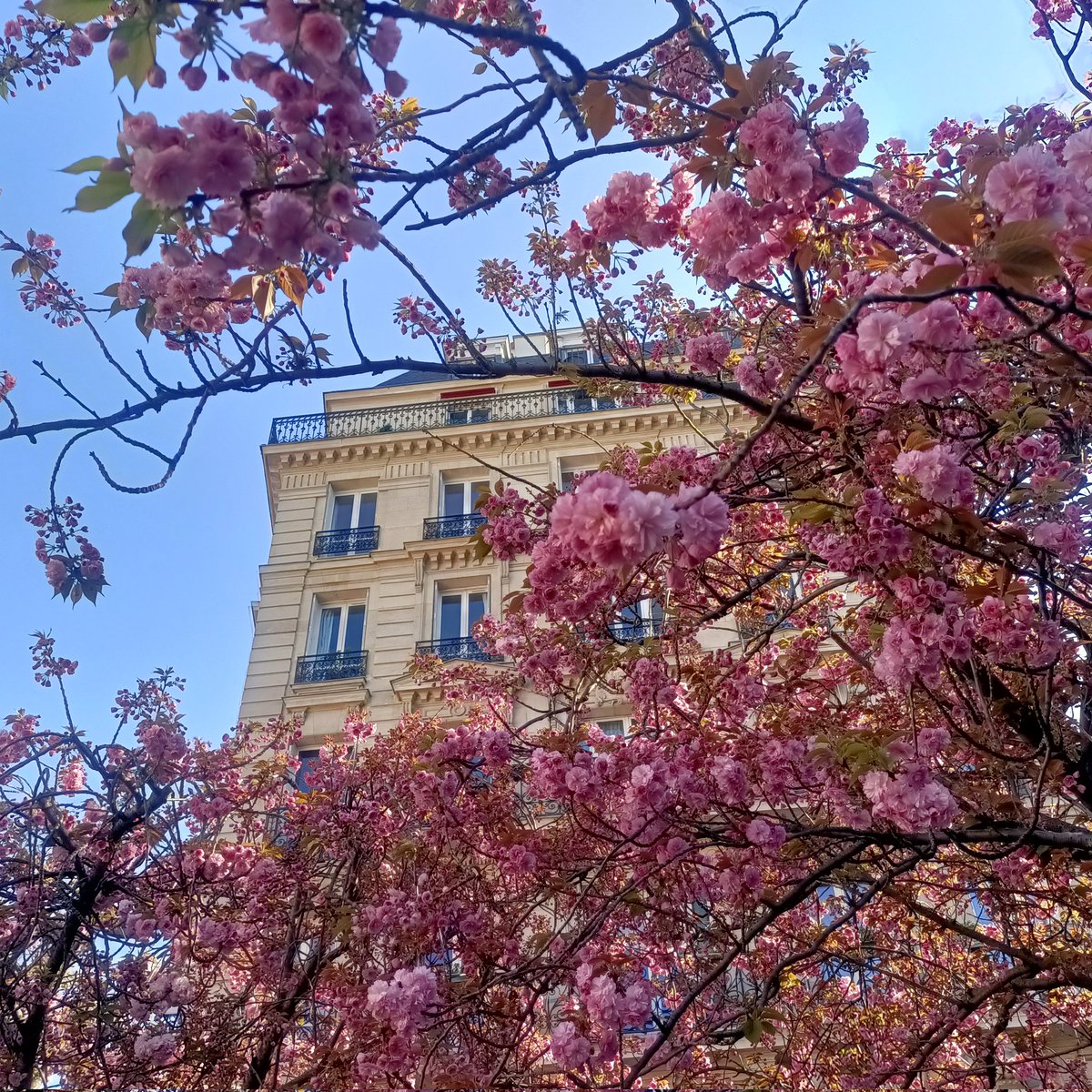 Miccio lab tweet media