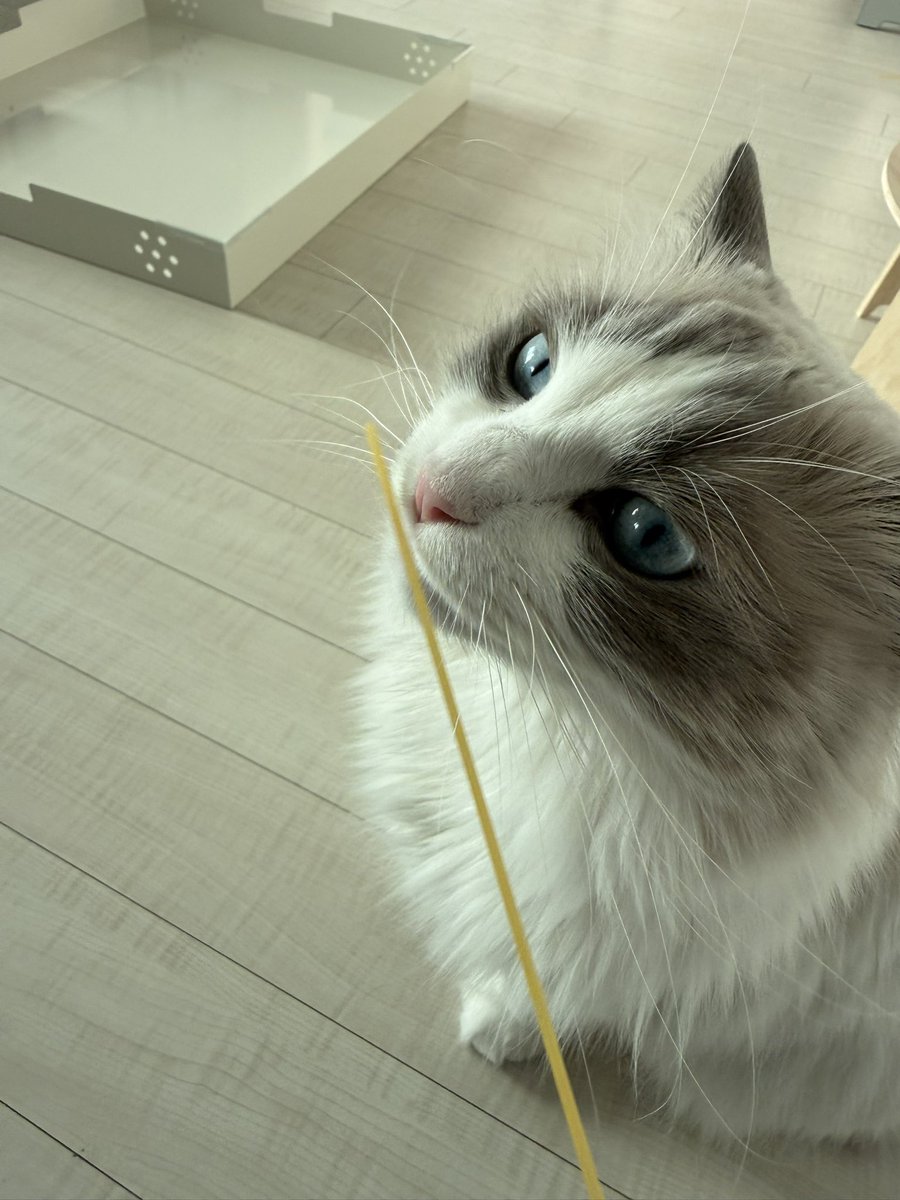 랙돌두부 tweet media