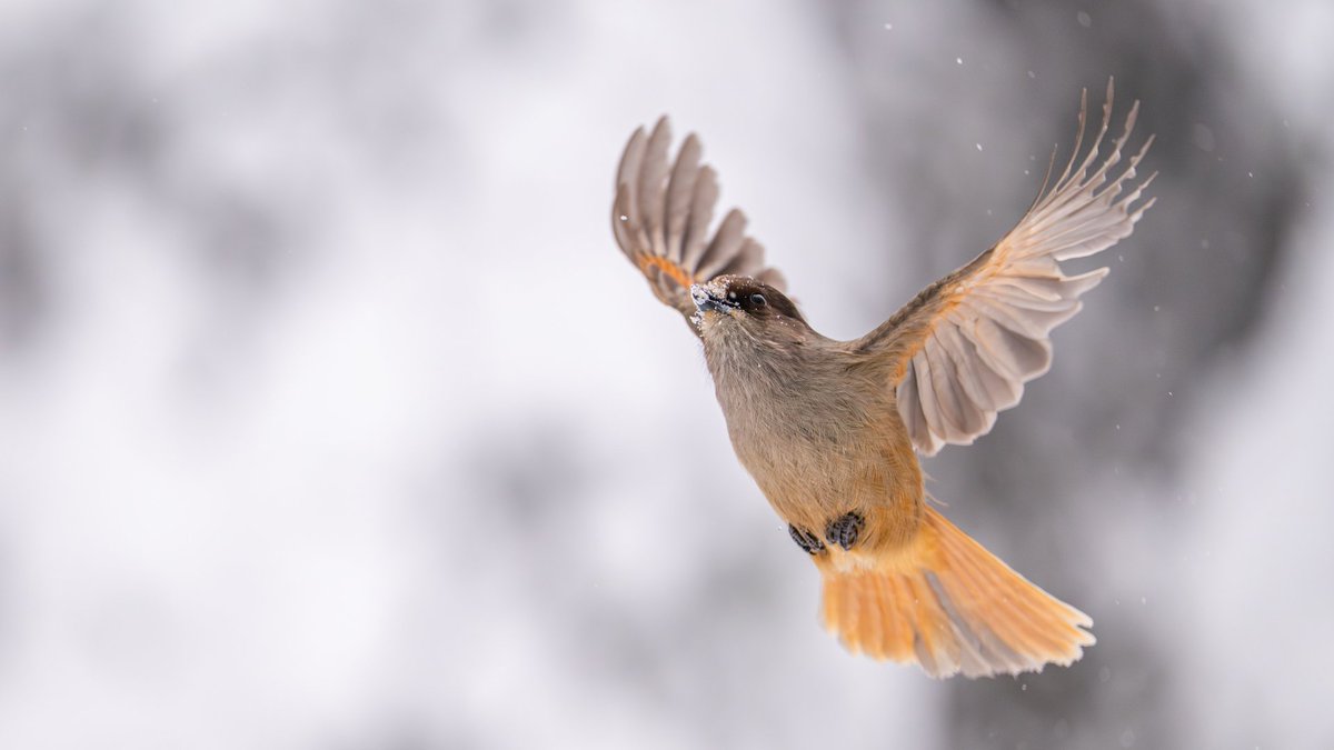 Nikon France tweet media