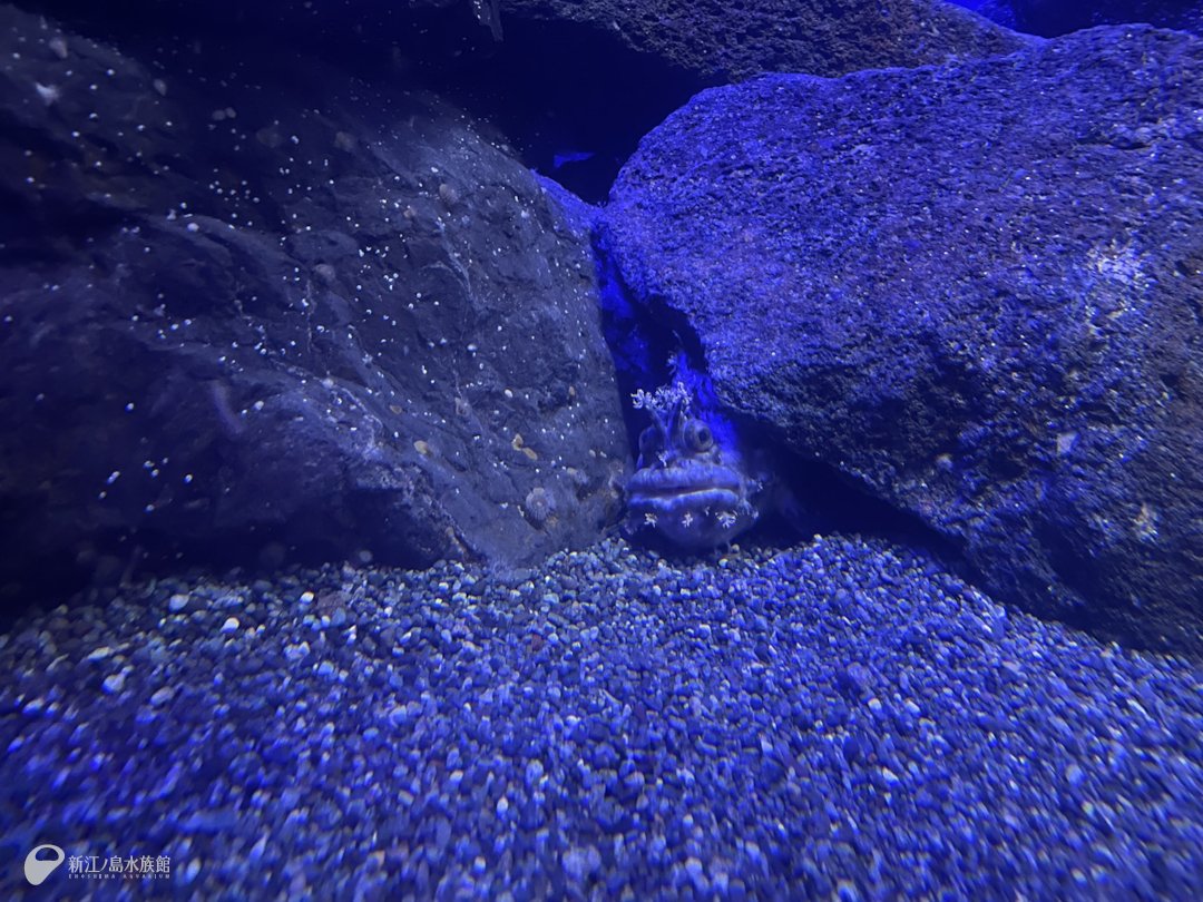 新江ノ島水族館 tweet media