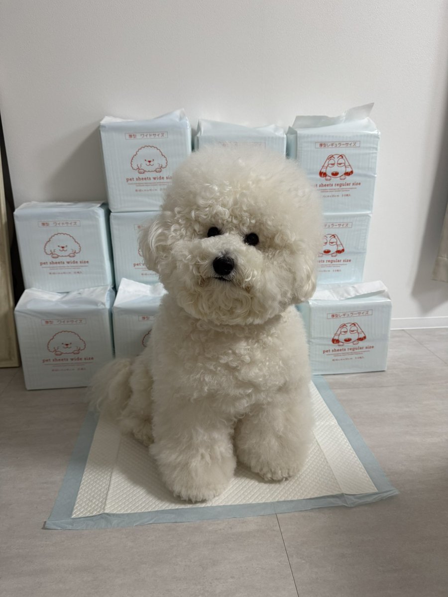 ビションフリーゼのぽむとぷりん☁️🍮 tweet media