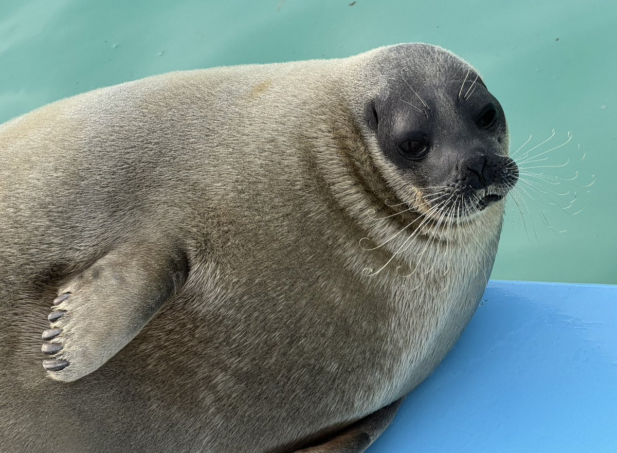 寝る子 tweet media