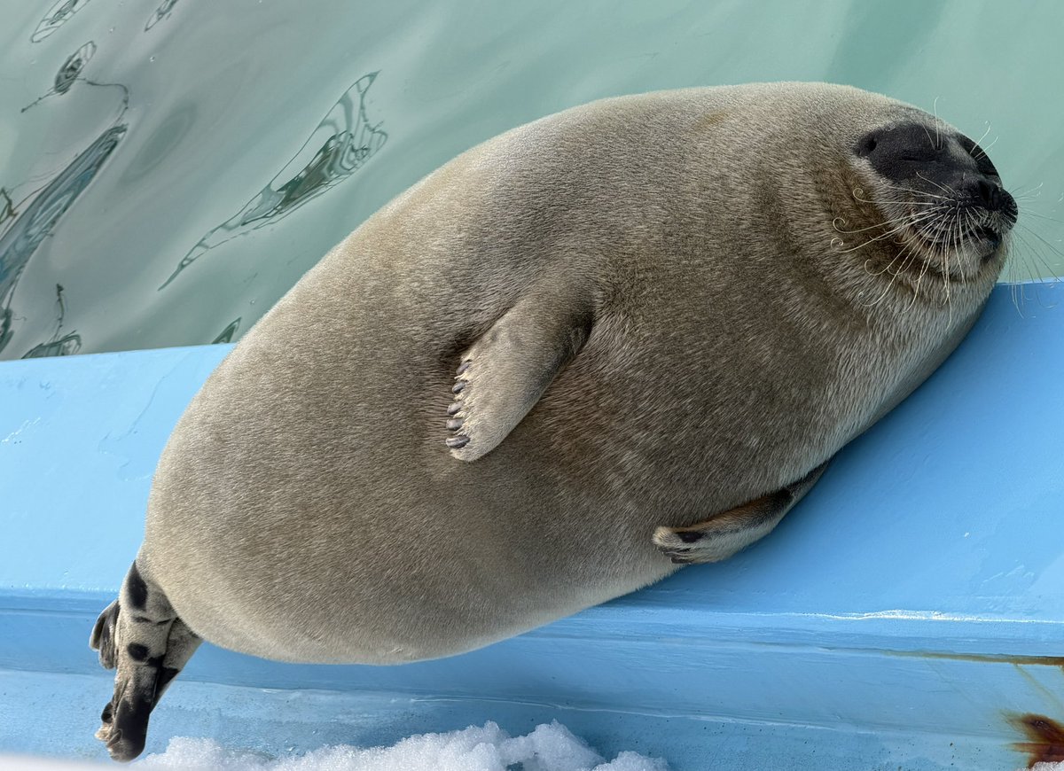 寝る子 tweet media