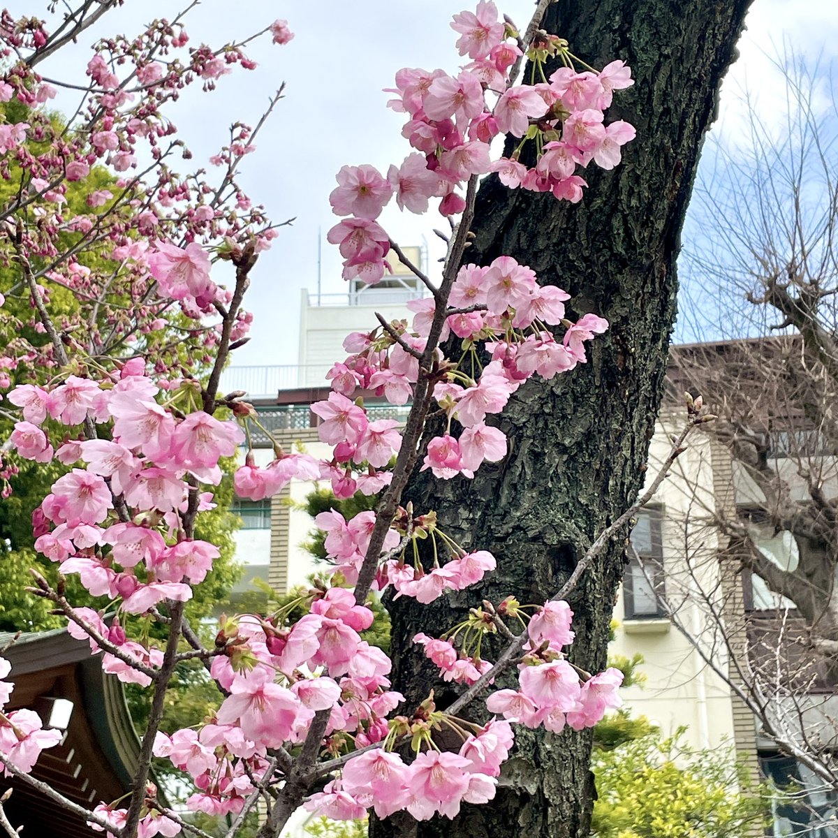 9RoundR's tweet photo. 用事が早く終わり立ち寄ったところに🌸
この「自然の美しさ」に少しでも近づける作品を創りたい⤴️
花の仕事もしているのに樹木には明るくなく🥺画像検索したらどちらも「サトザクラ」と出るんだけど、開花時期は4月で合ってるのだろうか…🤔

#桜 #自然の美しさ #ピンク #サトザクラ https://t.co/GSe5EKSGzm