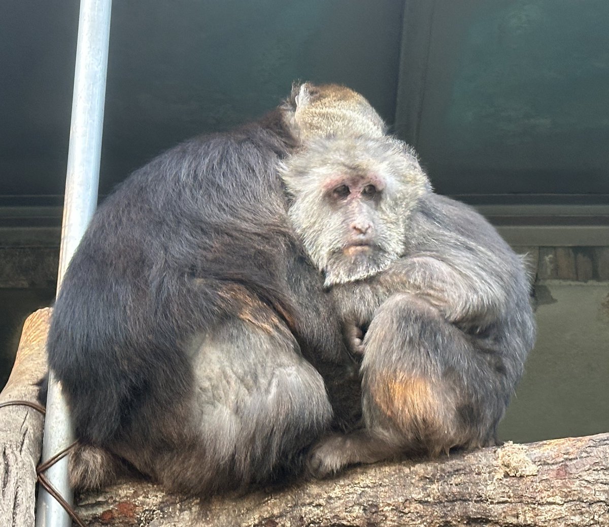 日本モンキーセンター(公式) tweet media