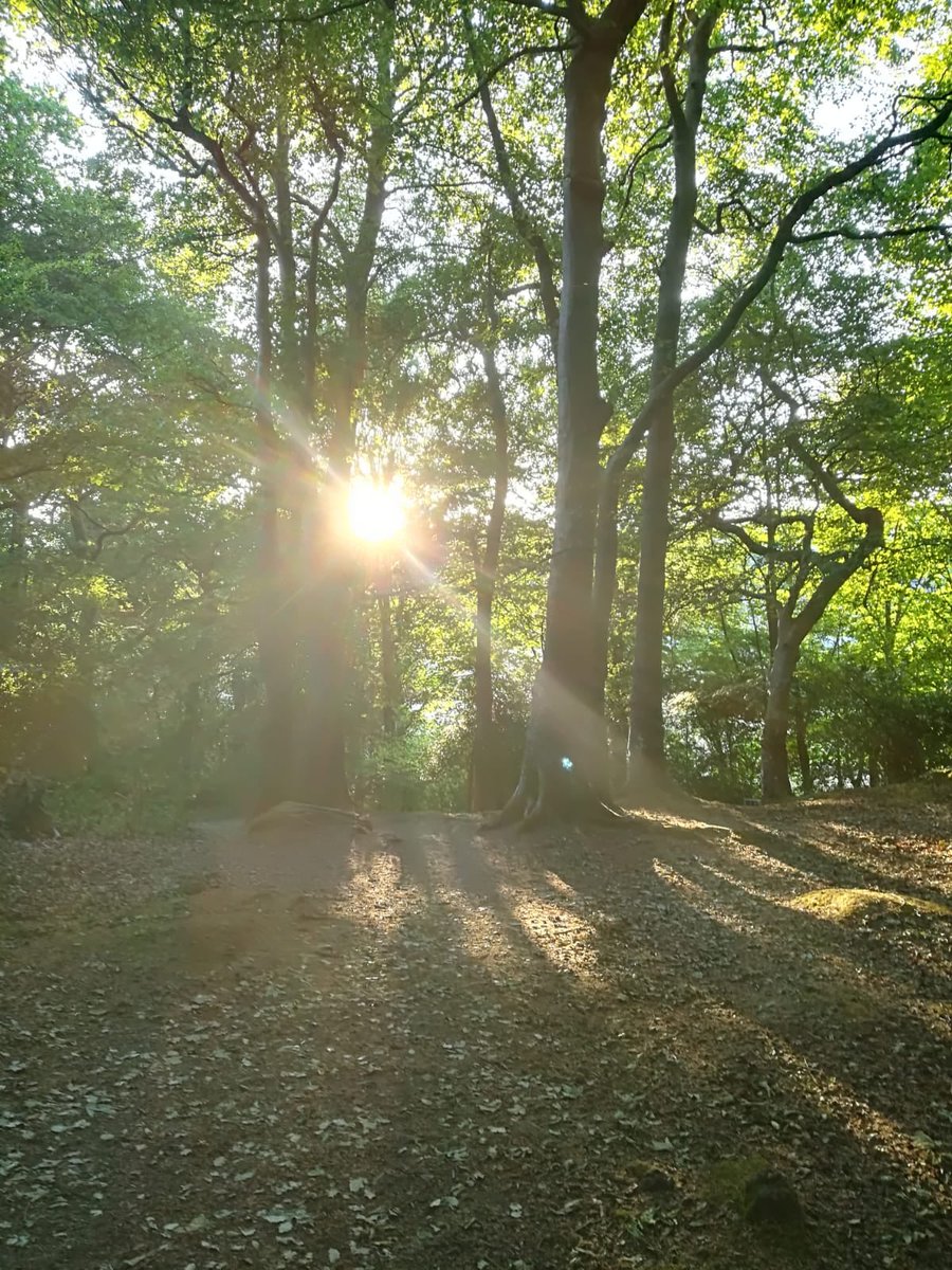 Ann Ward tweet media