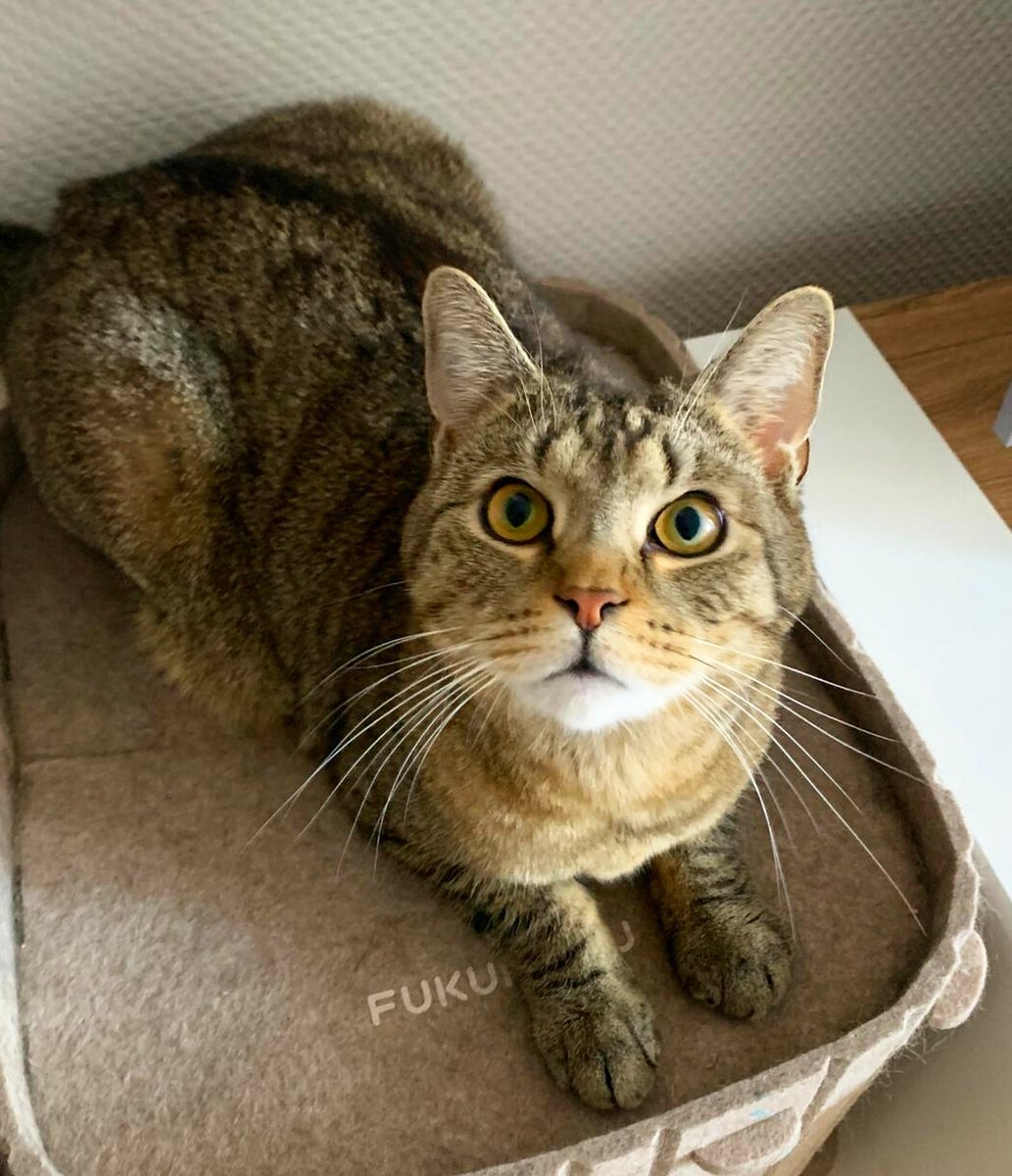 Sven Bartels tweet media