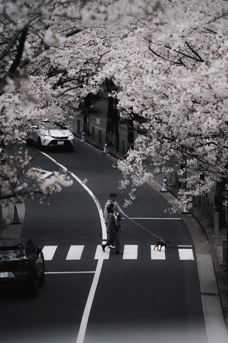 Shuncha / Shunya Takabayashi tweet media