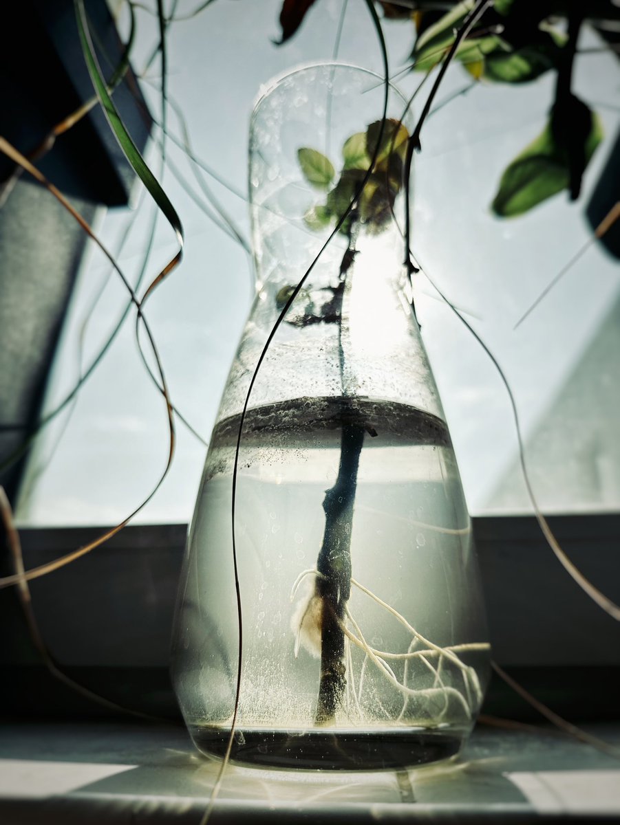 AbsolutLux's tweet photo. A yr ago I got a rose that wilted quickly. I cut off the top and for the whole year I kept changing the water in vase where I kept just the bare stem. After a week first leaves appeared and for the entire year they seemed to stay in suspension. This morning it grew roots. Wow. https://t.co/Y7XNI2Po8q