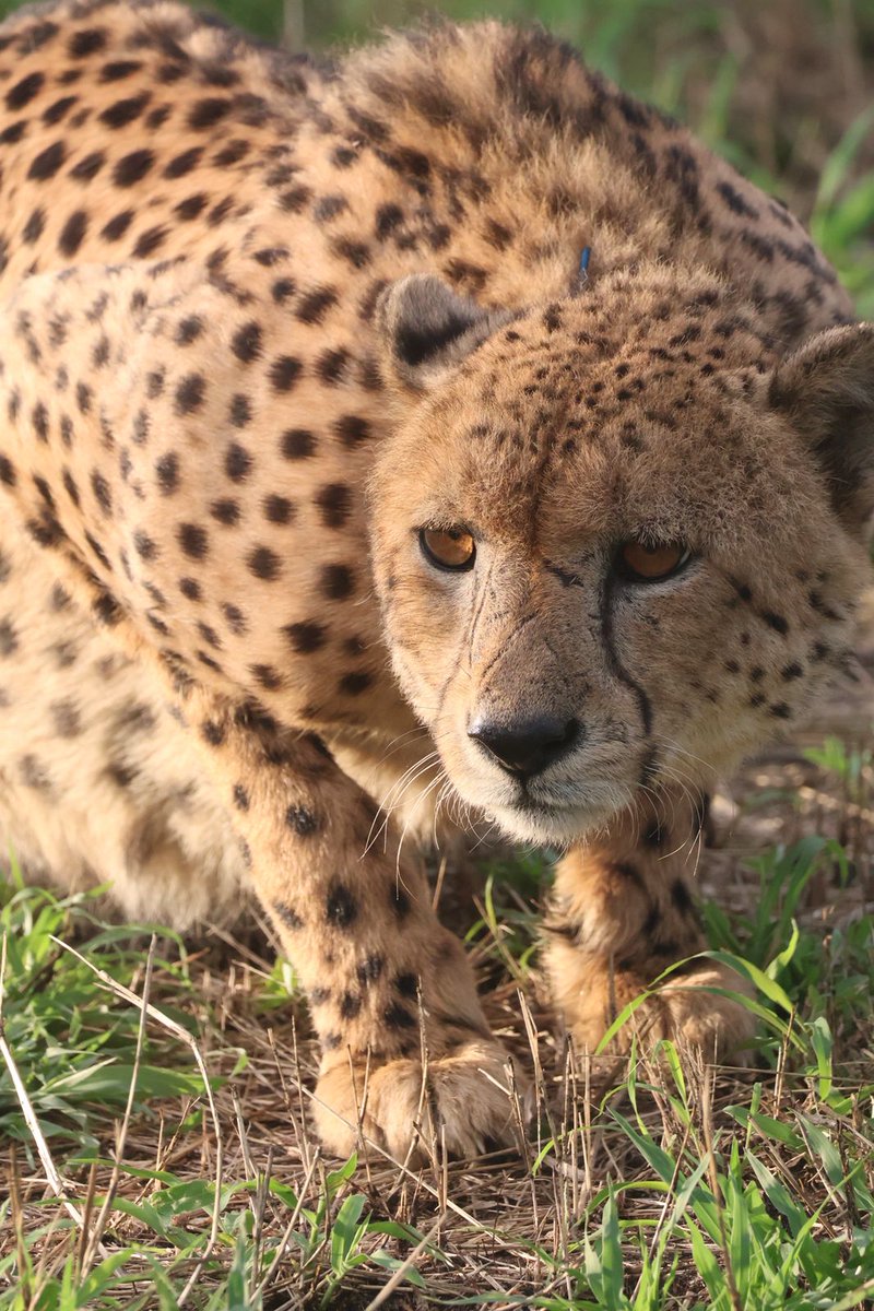 WildlifeACT tweet media