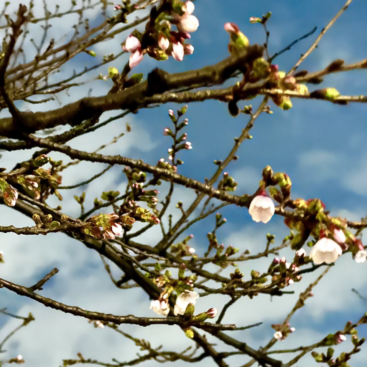 BUNGUBOX ブングボックス tweet media