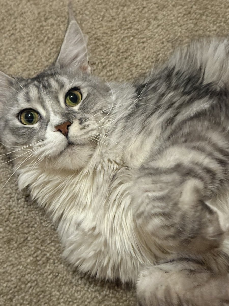 OtterOther tweet media