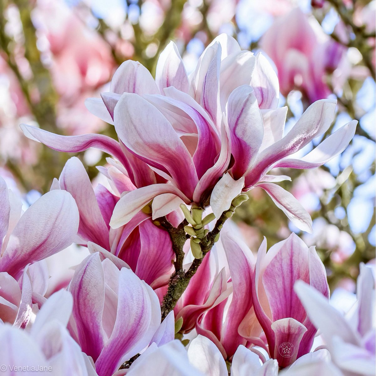 VenetiaJane's Garden tweet media