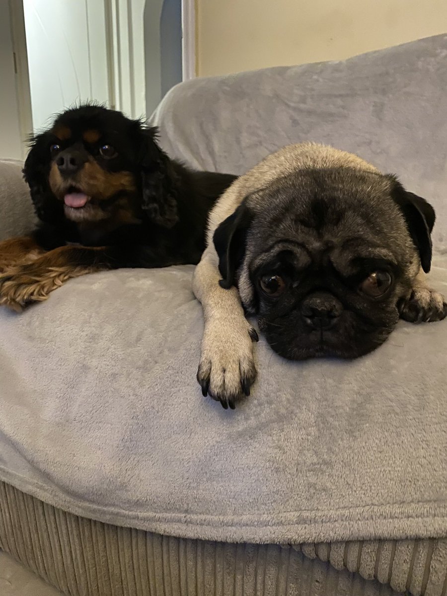 Albert the Pug🌈 (account now run by Betty) tweet media