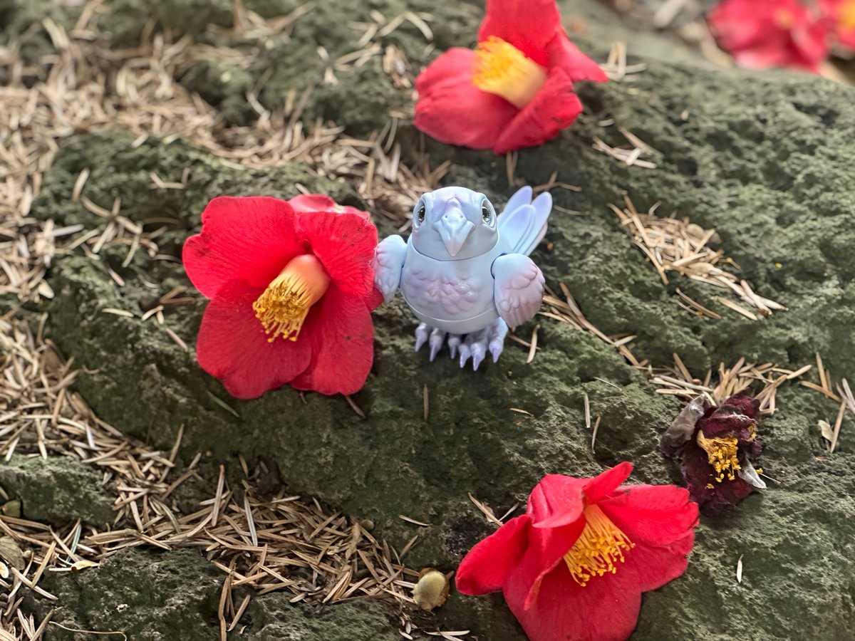 little_chihina's tweet image. #cocoriang
#Karr 
赤くて綺麗な椿に興味津々！*ﾟ🐦‍⬛