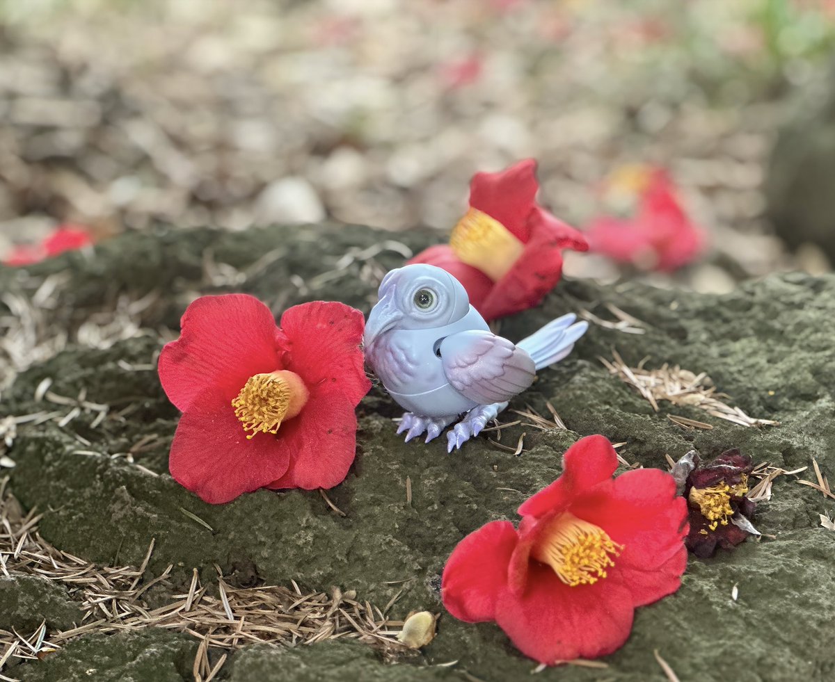 little_chihina's tweet image. #cocoriang
#Karr 
赤くて綺麗な椿に興味津々！*ﾟ🐦‍⬛