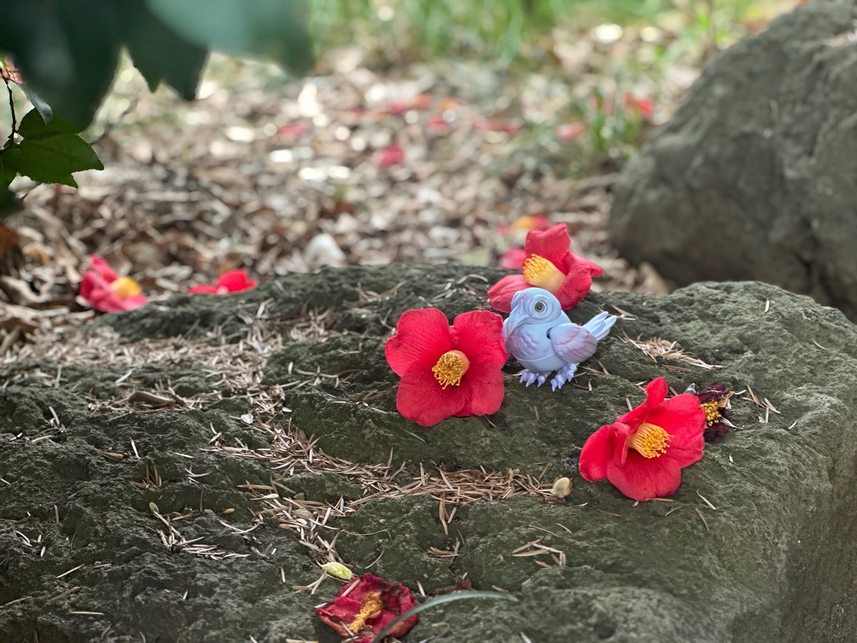 little_chihina's tweet image. #cocoriang
#Karr 
赤くて綺麗な椿に興味津々！*ﾟ🐦‍⬛