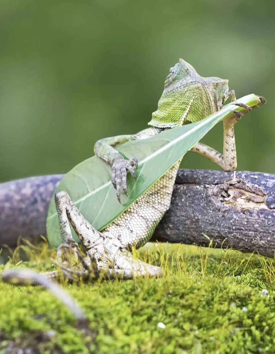 GOSSIP ROOM tweet media