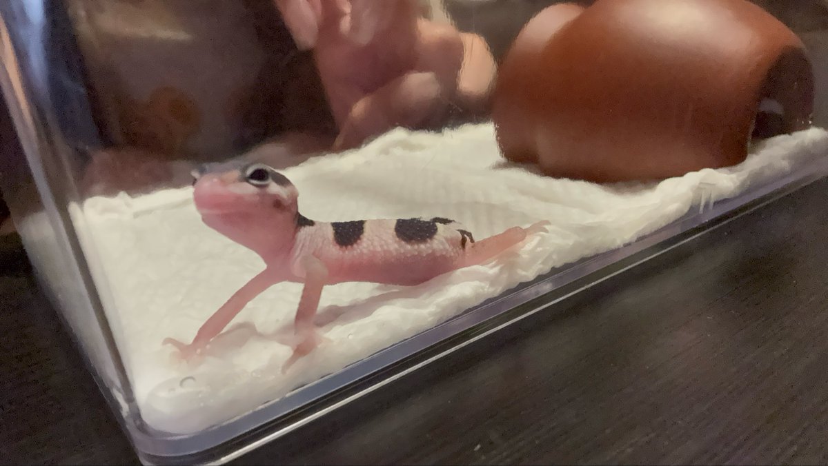 すじこ tweet media