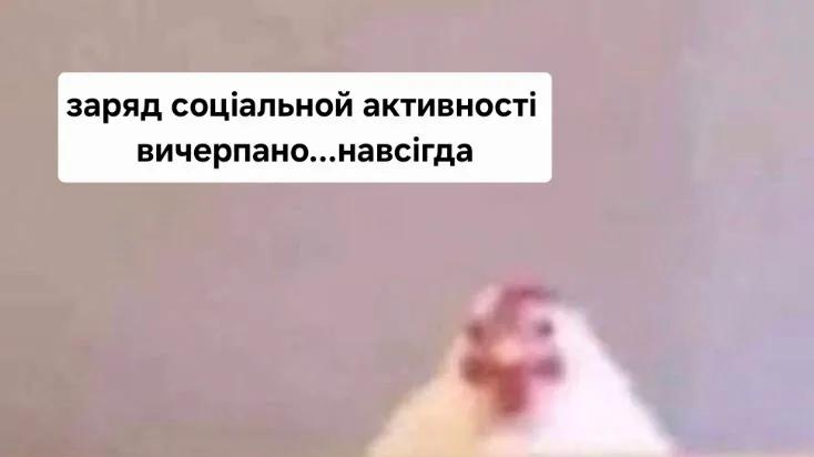 Ельфінві tweet media