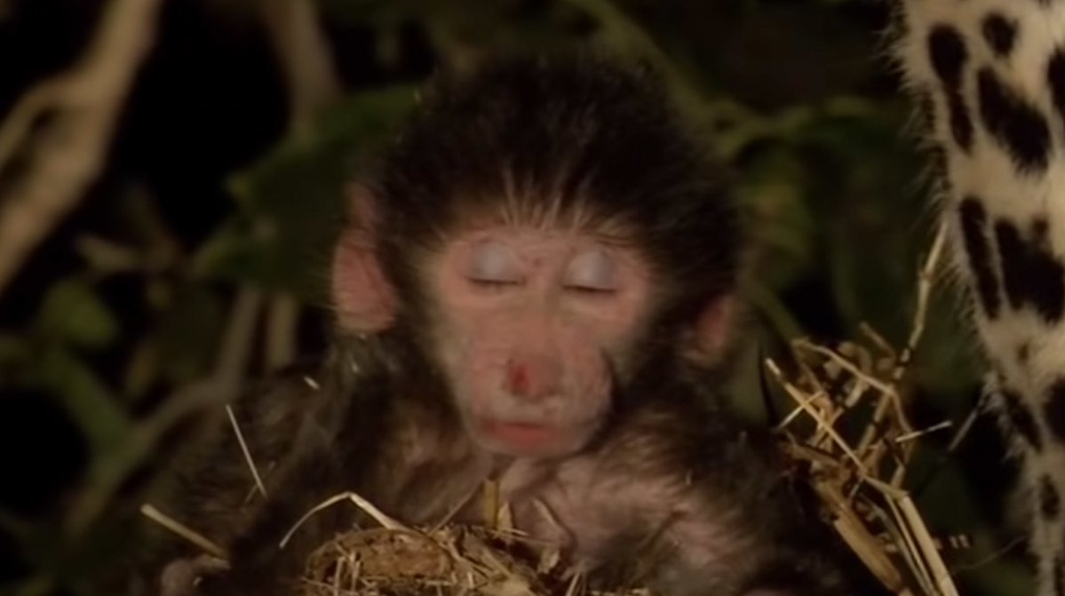 Rando👤 tweet media